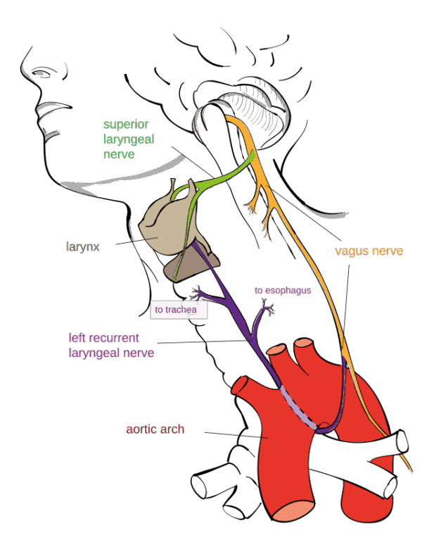 vagus nerve