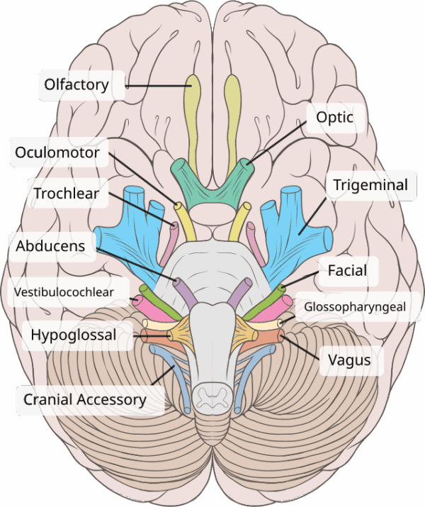 cranial nerve brainstem nuclei
