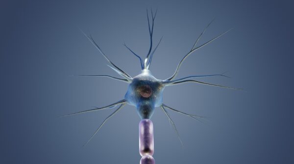 vagus nerve