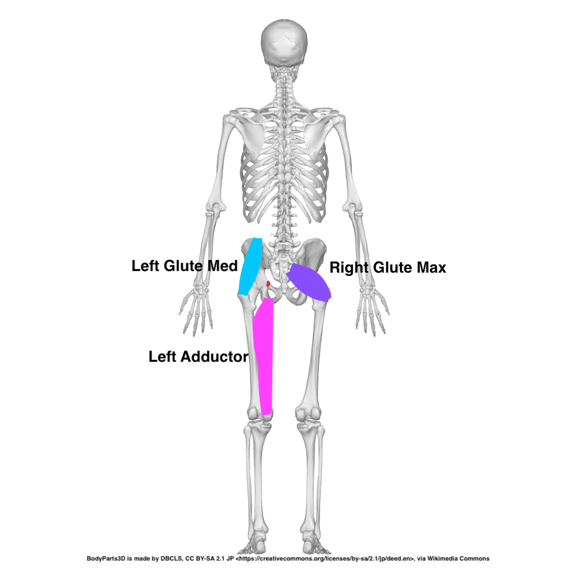 Left adductor, left glute med, right glut max