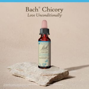 Chicory Flower Essence