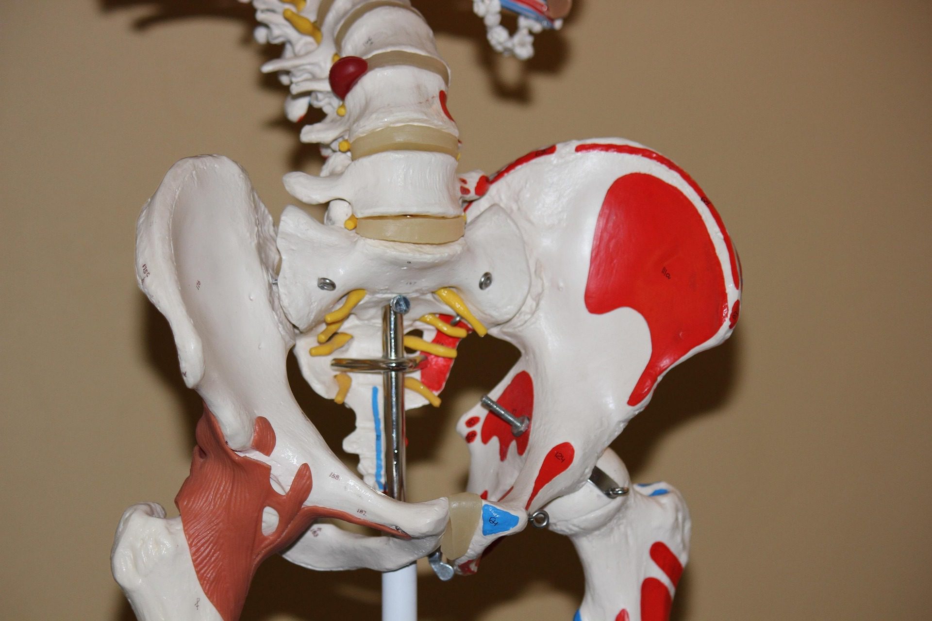 pelvis